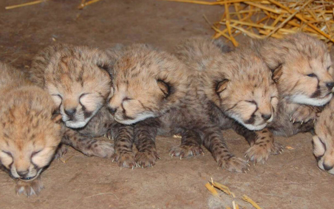 New Cheetah Births!