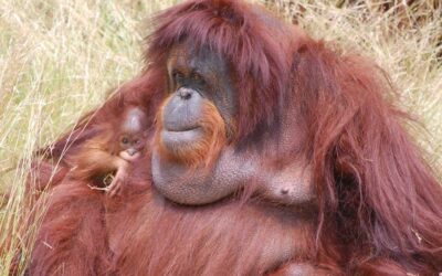 Baby Orangutan on Exhibit