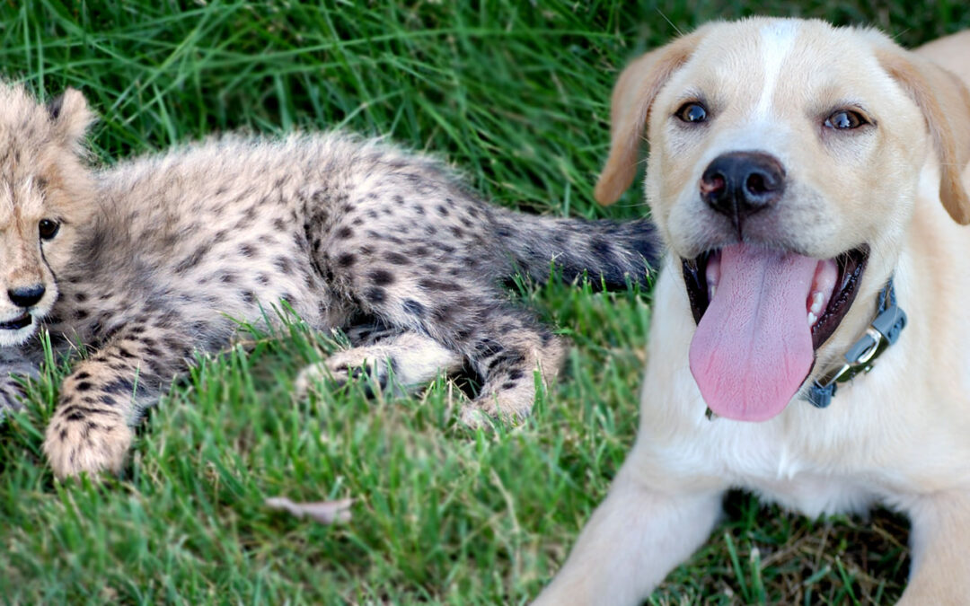 Kumbali and Kago, Cheetah Cub and Puppy Friendship