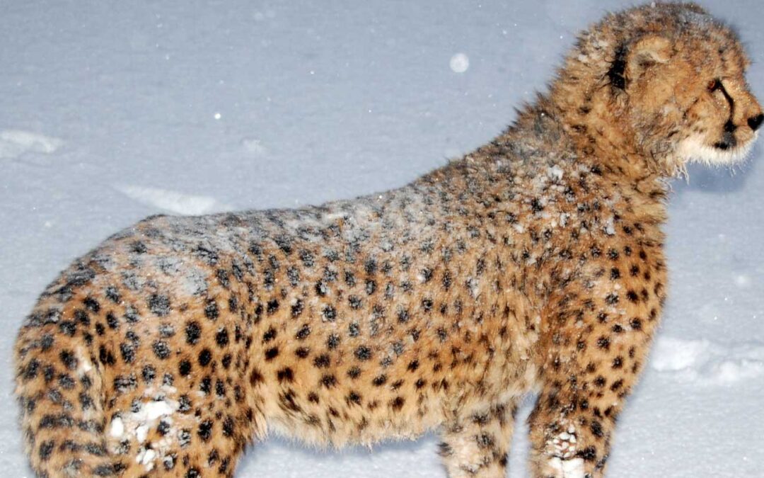 Kumbali and Kago’s First Snow