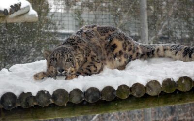 Snowstorm at the Zoo