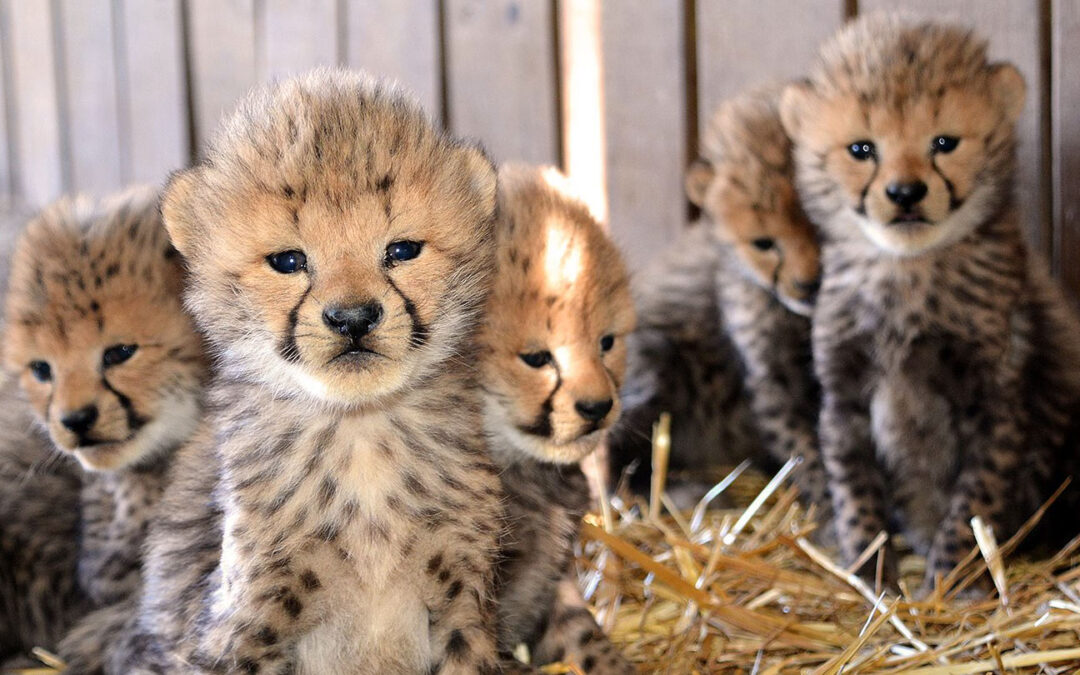 13 New Cheetah Cubs