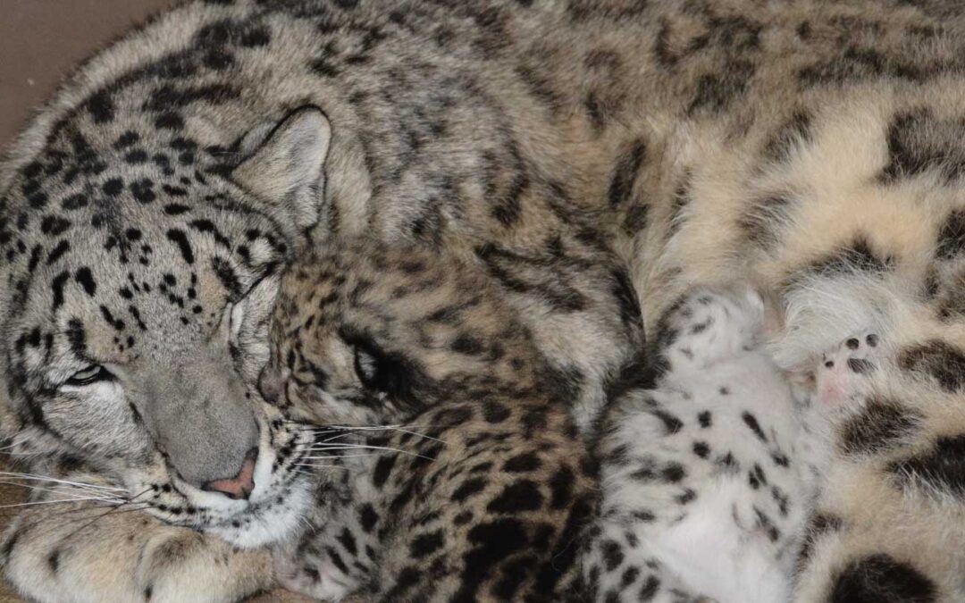 First Litter of Snow Leopard Cubs