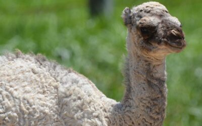 Two Dromedary Camel Calves Born