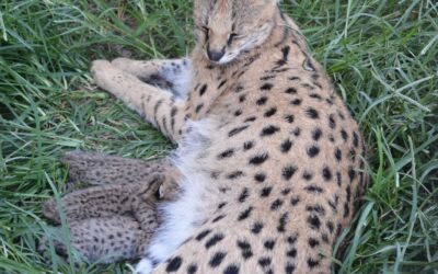 Serval Kittens Born July 16