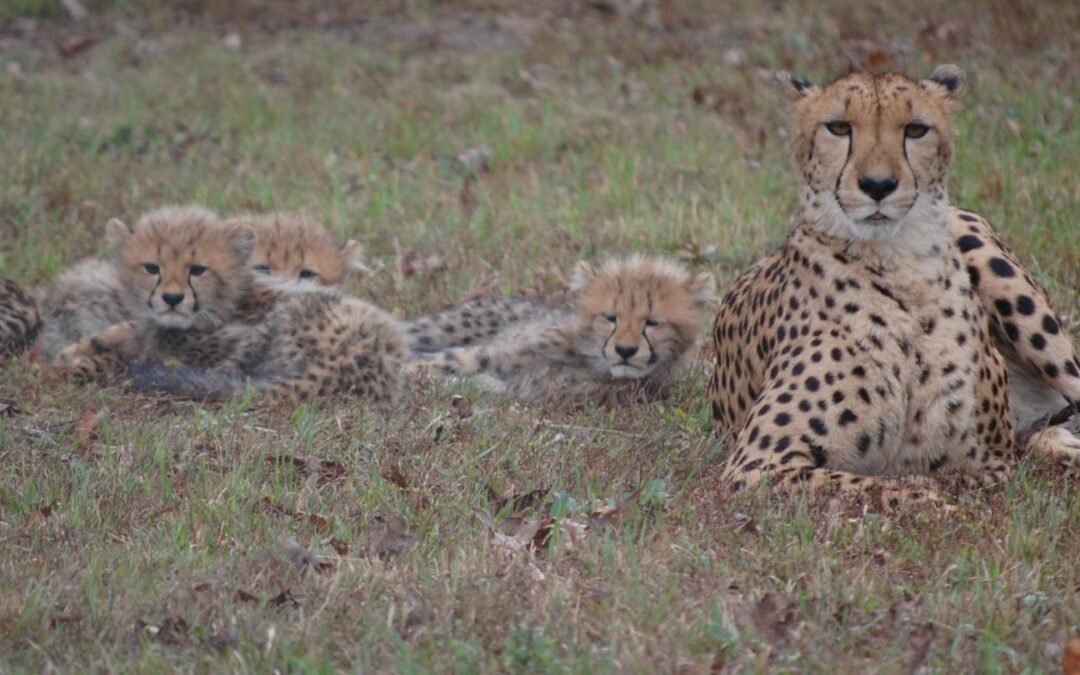 Cheetah Cubs born July 20, 2017