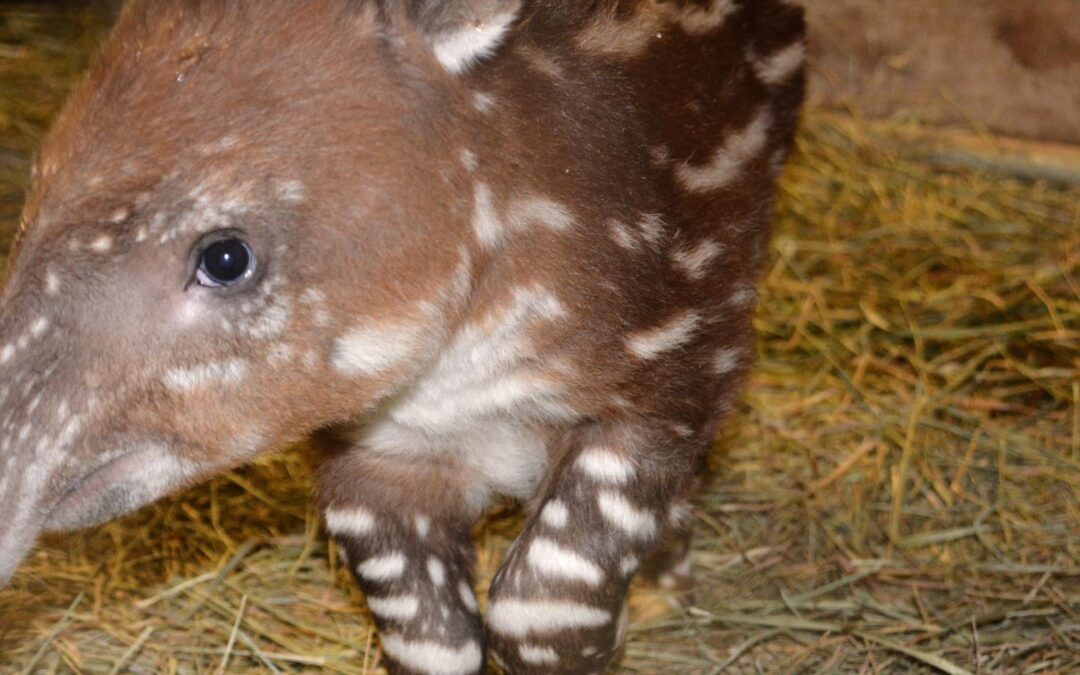 Baird’s tapir born December 25, 2017
