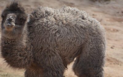 Bactrian Camel Born