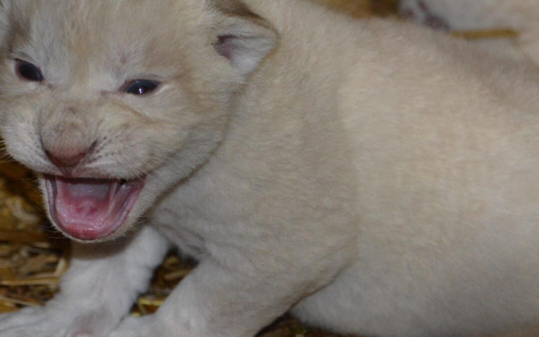 3 White Lions Cubs