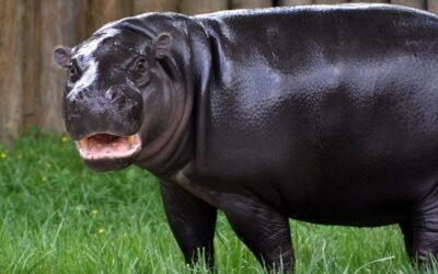 Pygmy Hippo Exhibit Now Open