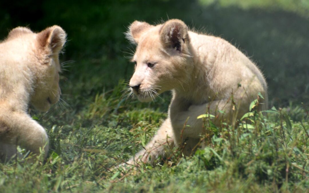 White Lion Cubs Now On Exhibit