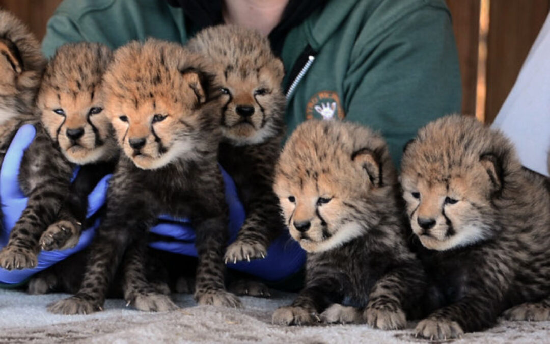 Septuplet Cheetah Cubs Born