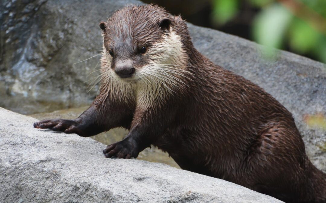 New Otter Cove Exhibit Now Open