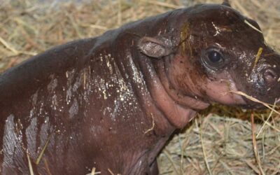 Baby Pygmy Hippo