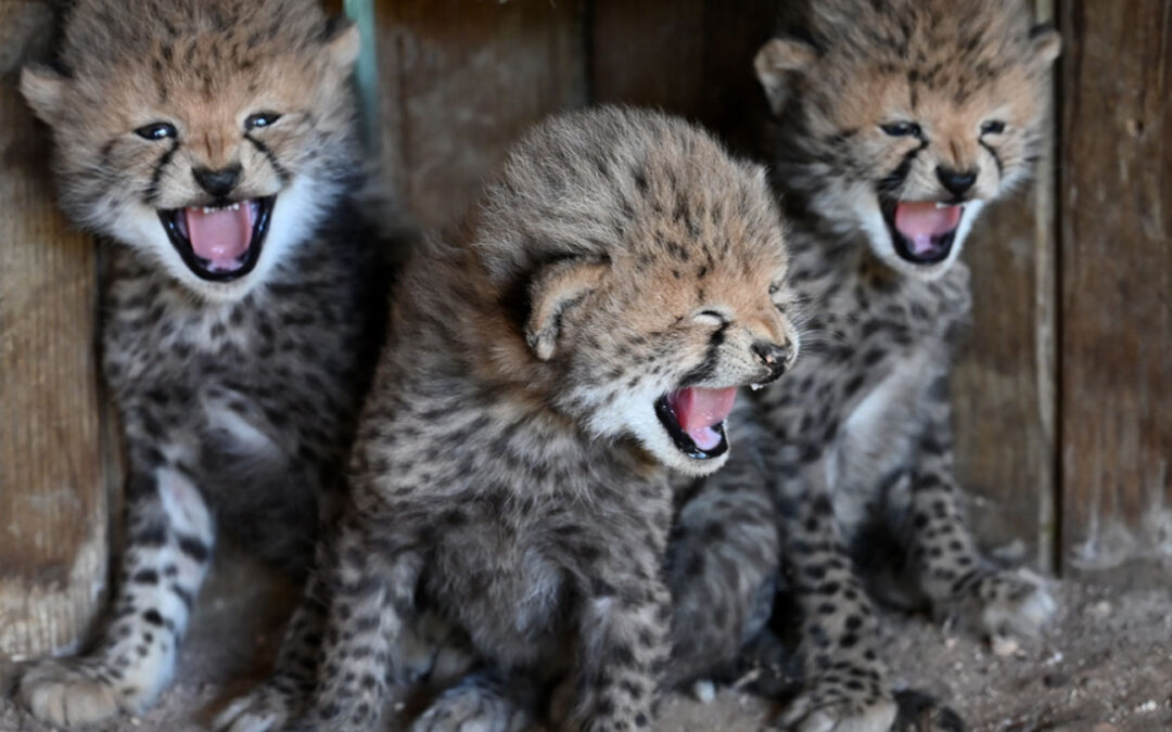 Three New Cheetah Litters