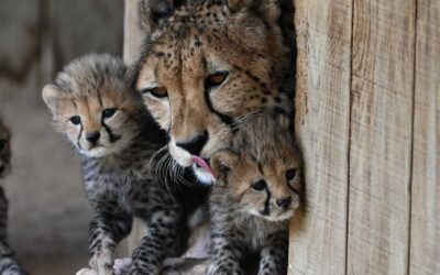 Cheetah Boom: 19 Cheetah Cubs Born in 2022