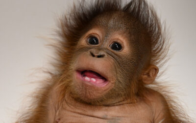 Meet Taavi – Baby Orangutan Born March 2
