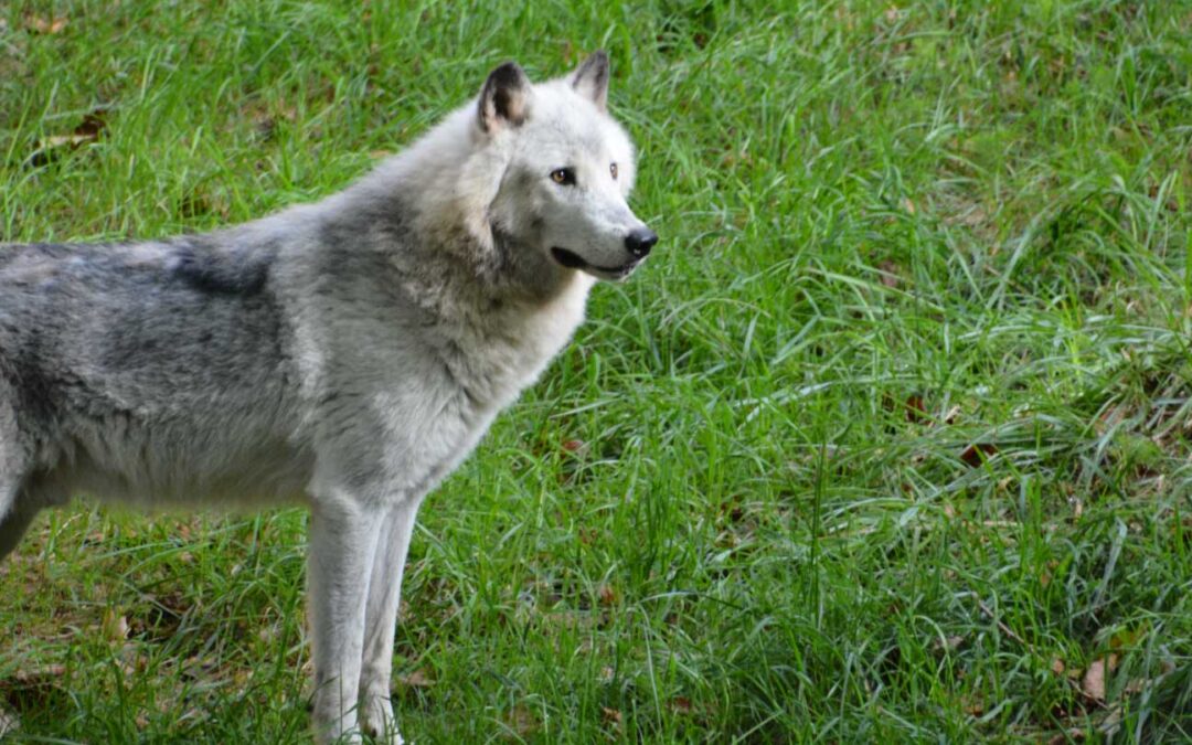 New Gray Wolf Exhibit