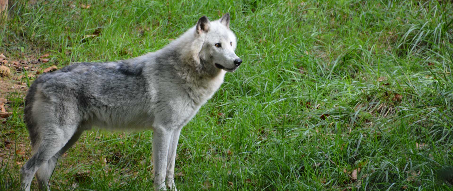 New Gray Wolf Exhibit - Metro Richmond Zoo