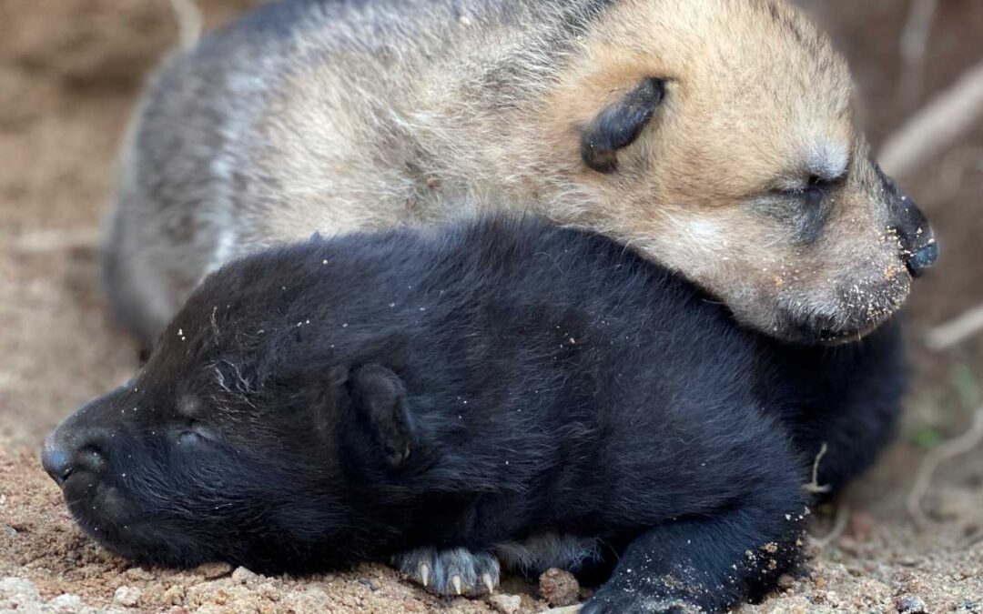 Gray Wolf Pups Born April 4