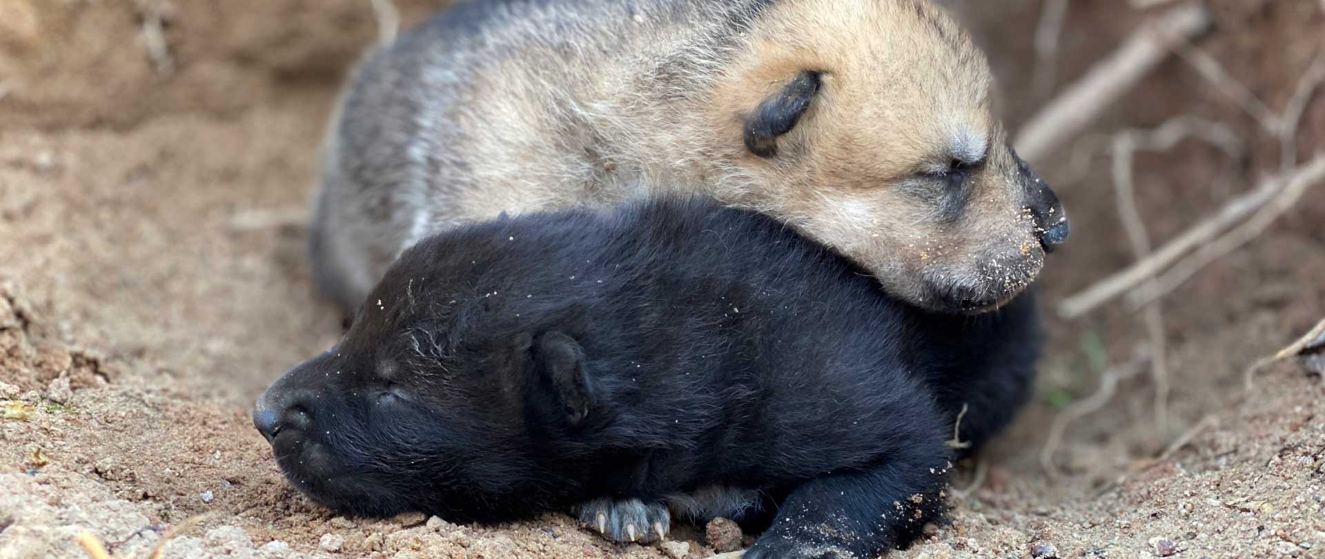 Gray Wolf Pups Born April 4 - Metro Richmond Zoo