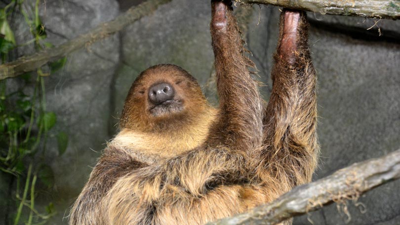 New Sloth Exhibit - Metro Richmond Zoo