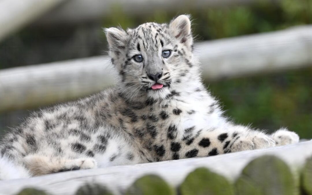 Snow Leopard Cub Born August 5