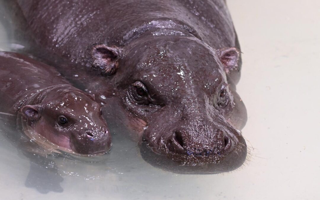 Baby Pygmy Hippo Splashes onto Exhibit