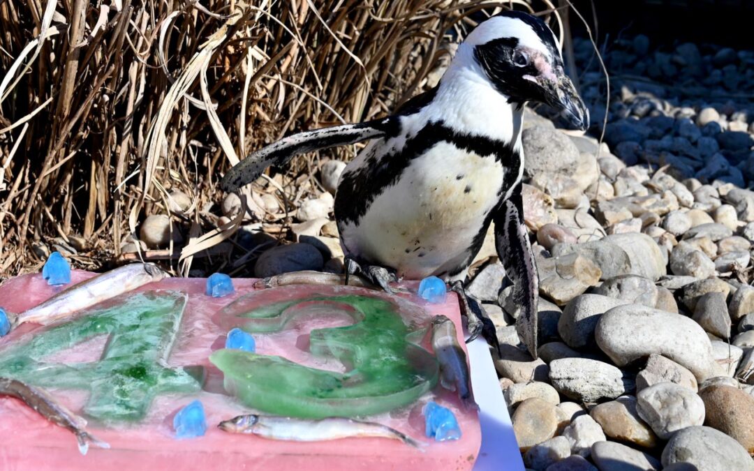 World’s Oldest African Penguin Turns 43