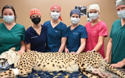 Cheetah Surgery