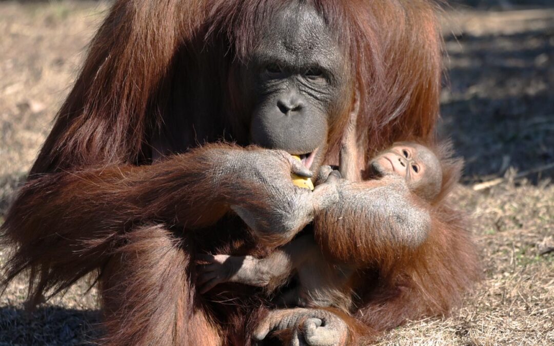 Orangutan Learns How to Nurse from a Breastfeeding Zookeeper