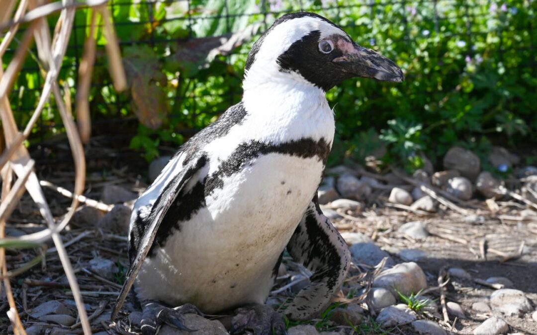 World’s Oldest African Penguin Dies at Age 43