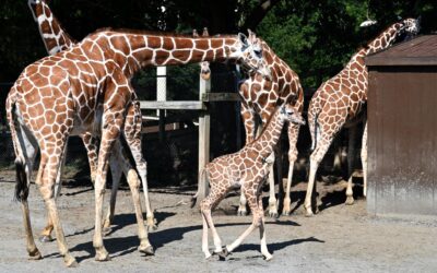 Reticulated Giraffe Born August 2
