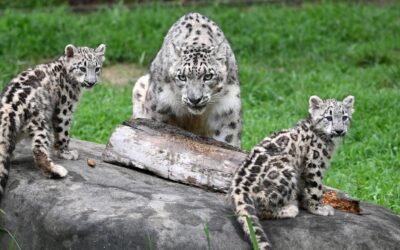 Two Snow Leopard Cubs Born April 28