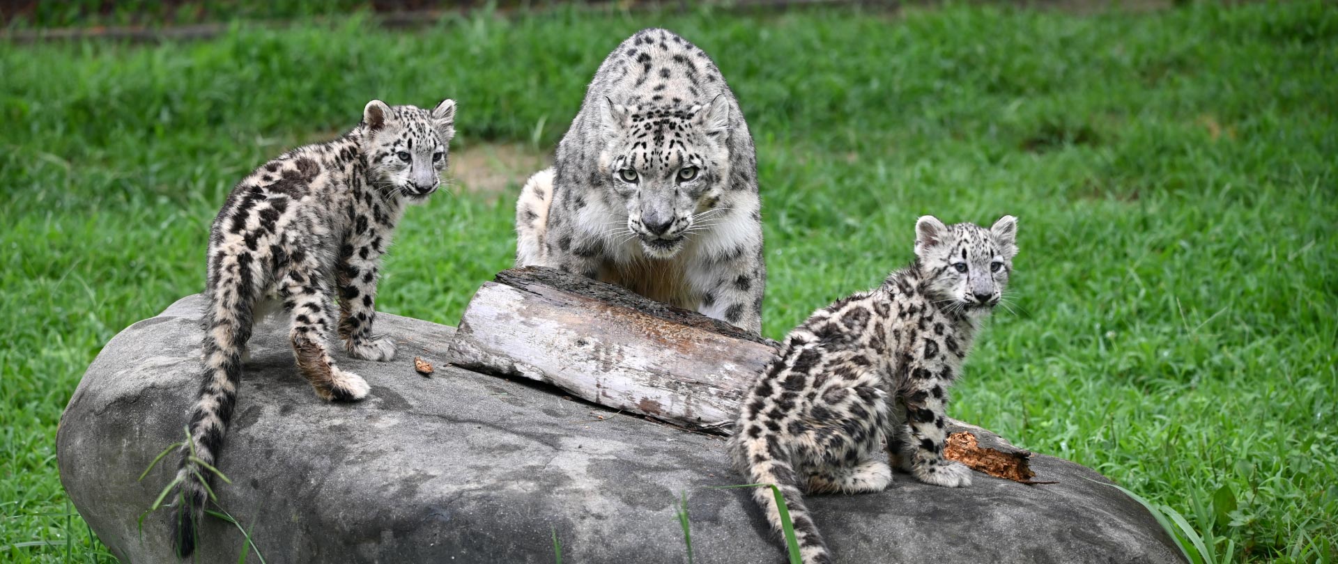 featuredimagesnowleopardcubs.jpg