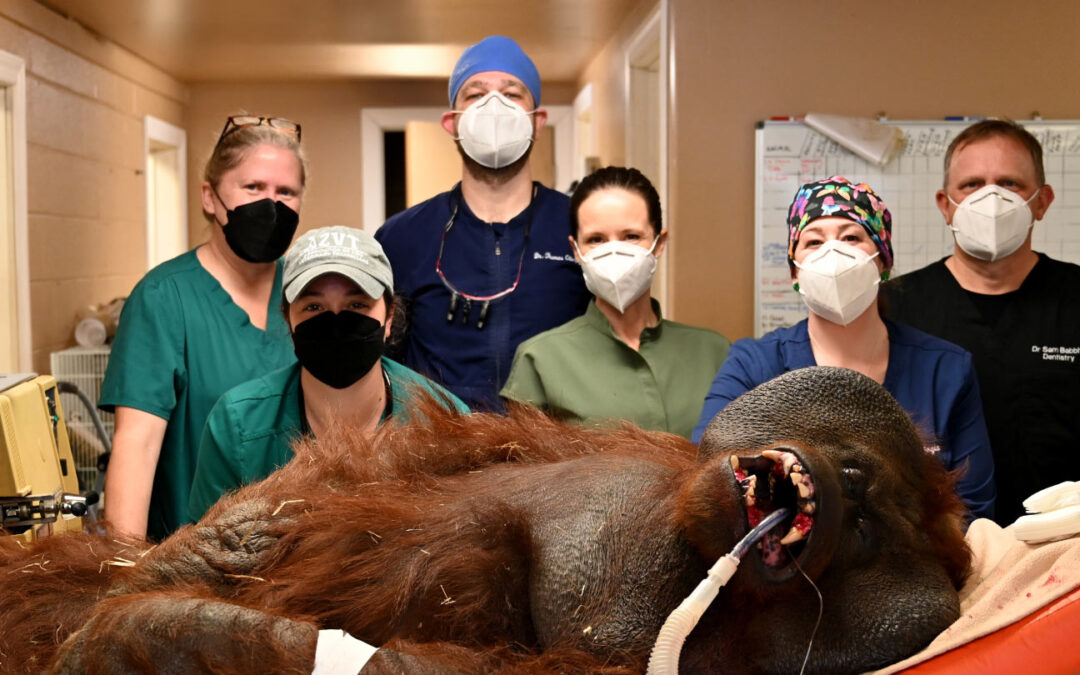 Orangutan Periodontal Surgery