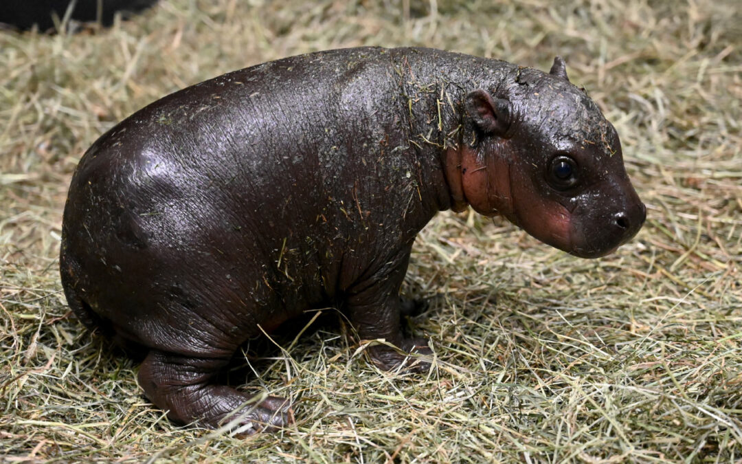 Pygmy Hippo Born Before Christmas