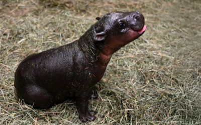 Pygmy Hippo Naming Poll