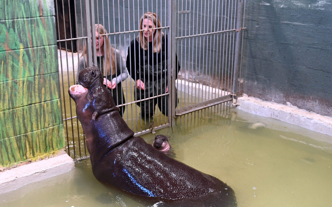 New Pygmy Hippo Experience