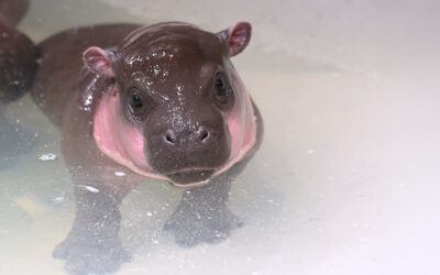 Pygmy Hippo Baby Splashes Onto Habitat