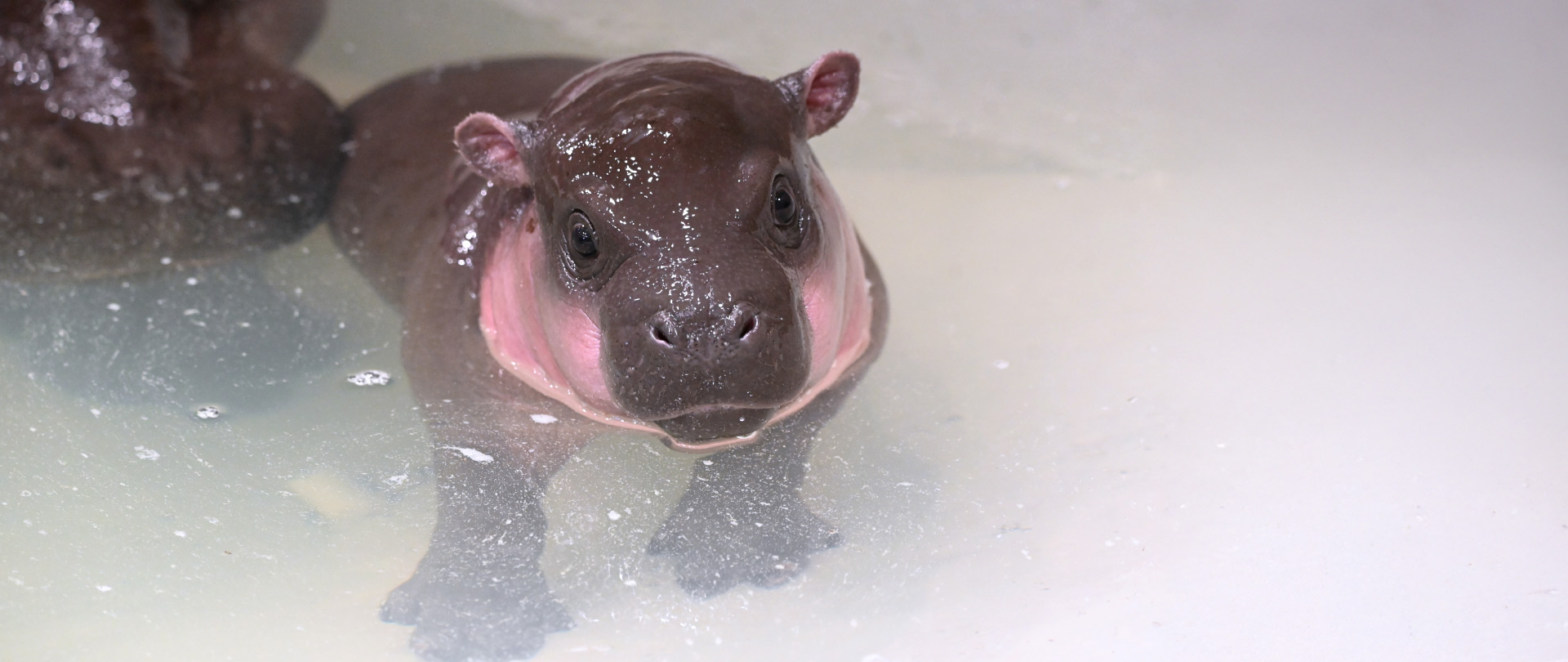 Poppy The Pygmy Hippo - Metro Richmond Zoo