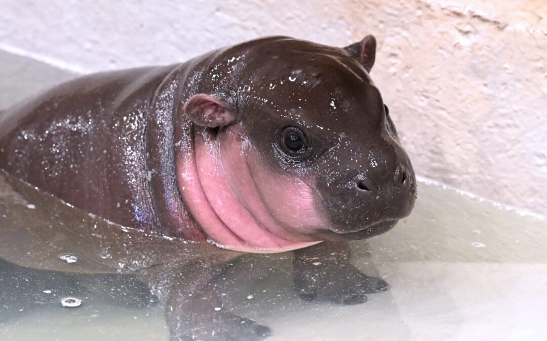 Pygmy Hippo Name Announcement