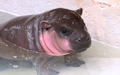 Pygmy Hippo Name Announcement