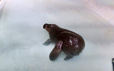 Pygmy Hippo Live Stream