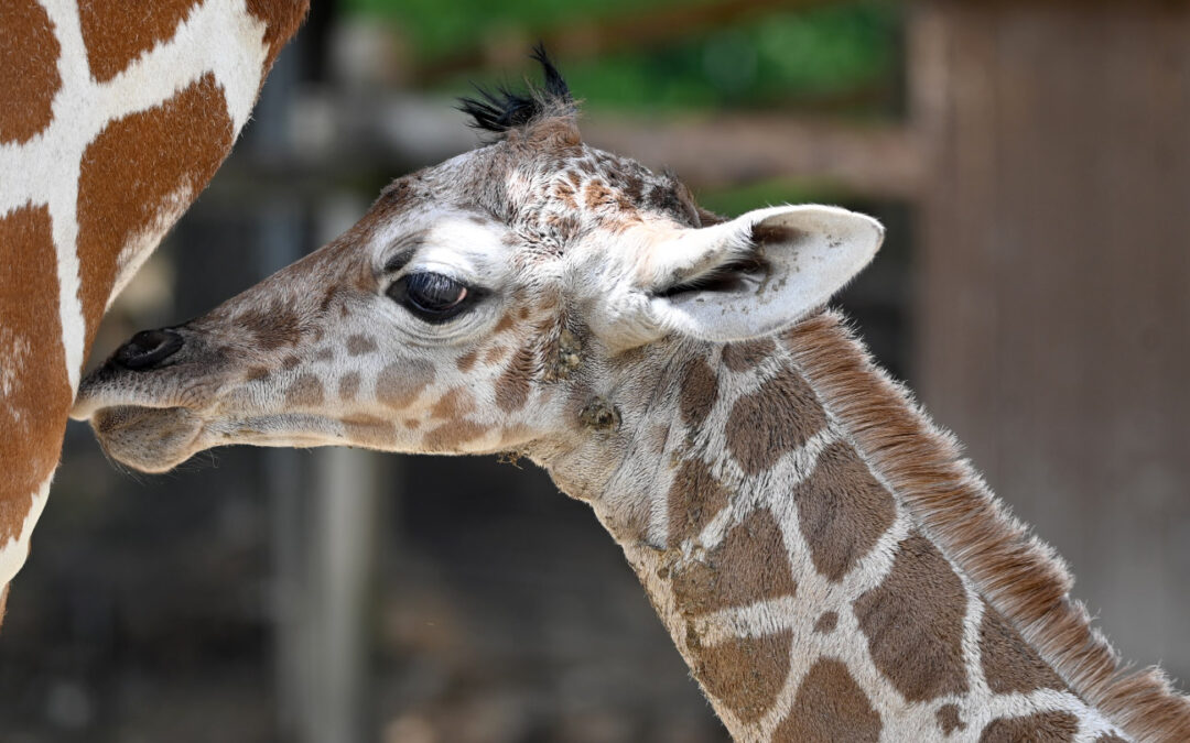 Giraffe Born Right Before Mother’s Day